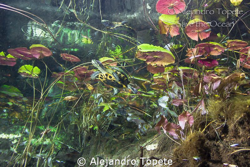 Turtle in Gran Cenote, Tulum Mexico by Alejandro Topete 