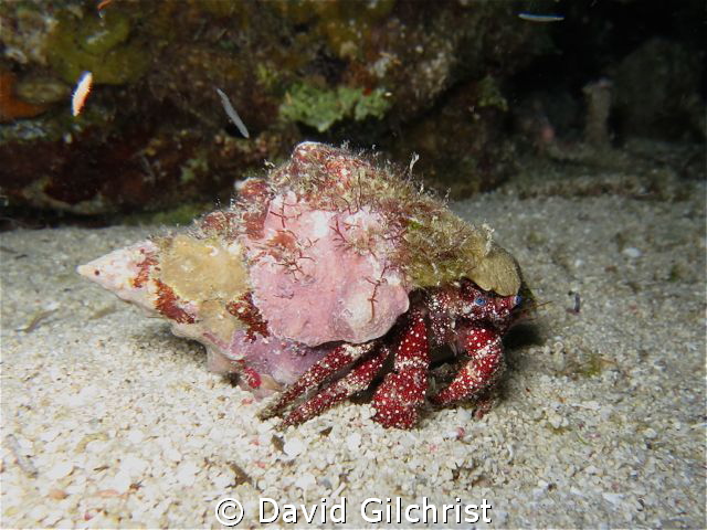 Hermit Crab on Night Dive, Canon S100, Waterproof Case, C... by David Gilchrist 