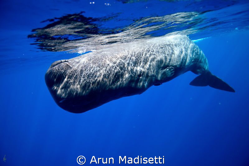 Up to the surface D90/Ikelite 
Taken under government pe... by Arun Madisetti 