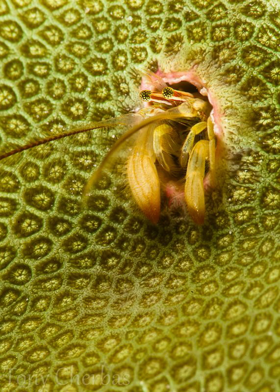Coral Hermit by Tony Cherbas 