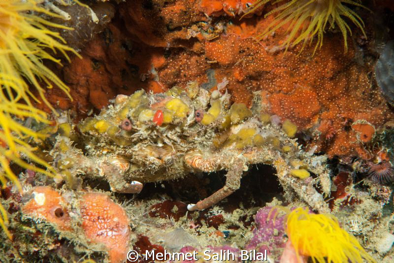 Decorator crab in nigt dive. by Mehmet Salih Bilal 