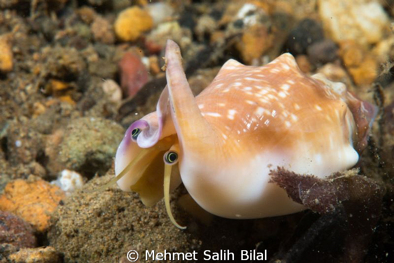 Searching around in the night. by Mehmet Salih Bilal 