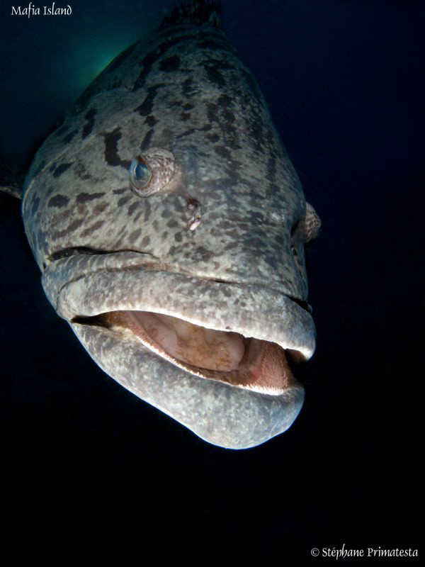 Grouper by Stéphane Primatesta 