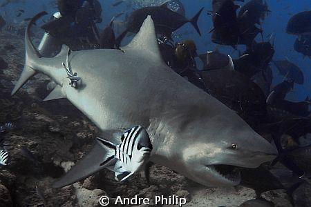 bull shark by Andre Philip 