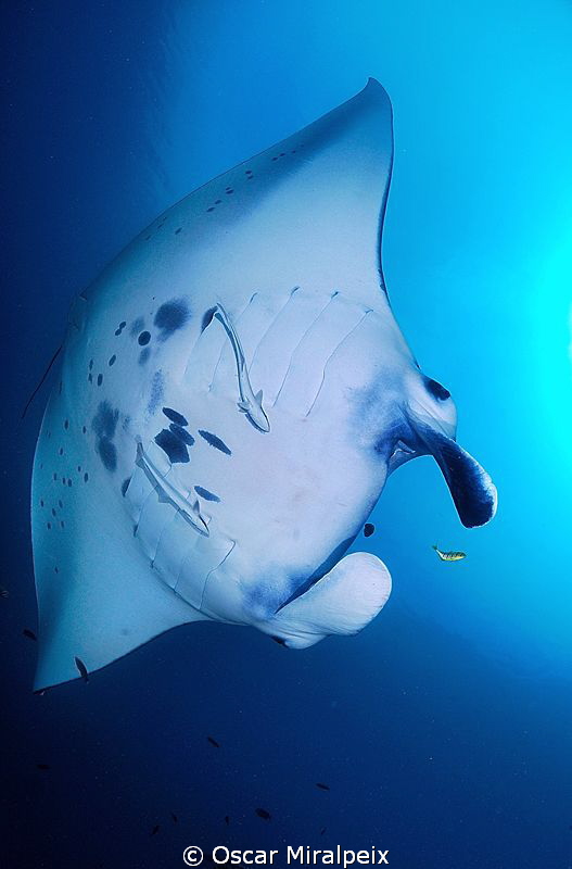 manta by Oscar Miralpeix 