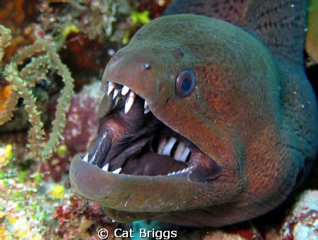 smile for the camera
(no strobe, camera flash) by Cat Briggs 