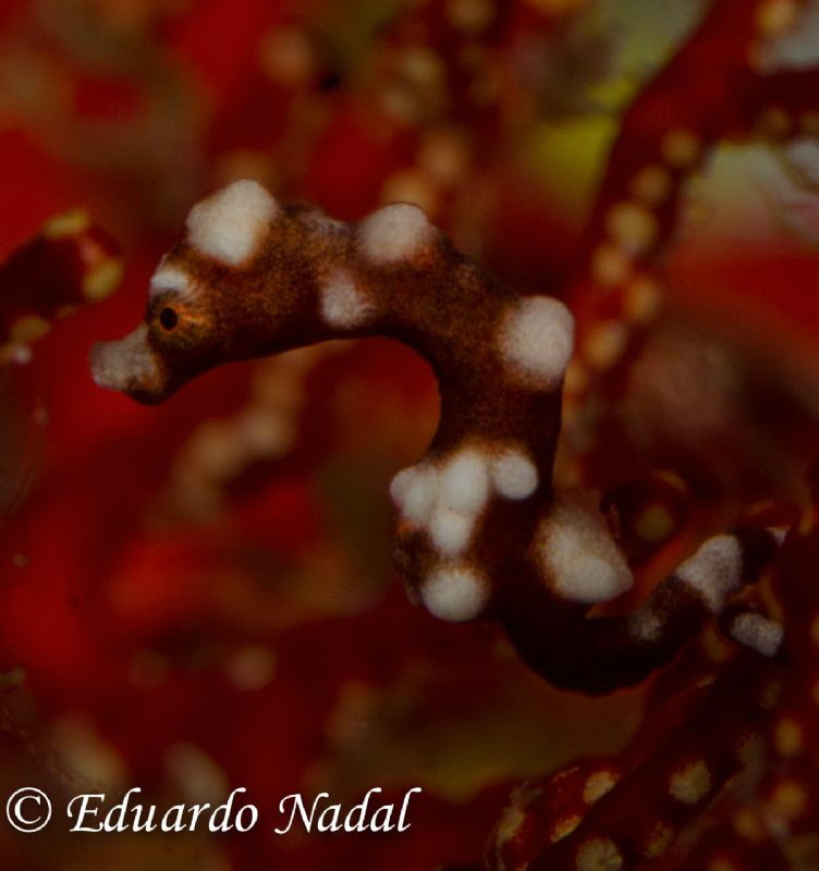 raja ampat by Eduardo Nadal 
