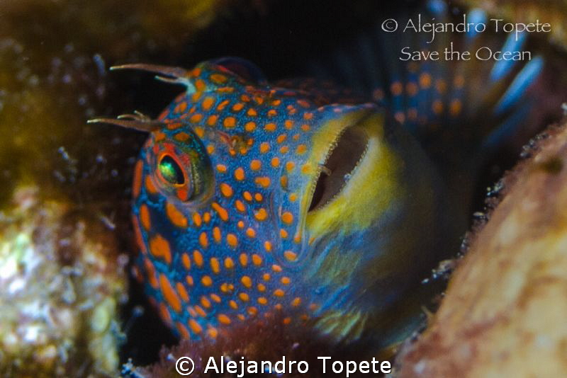 Blenny smile, Tamiahua Veracruz by Alejandro Topete 