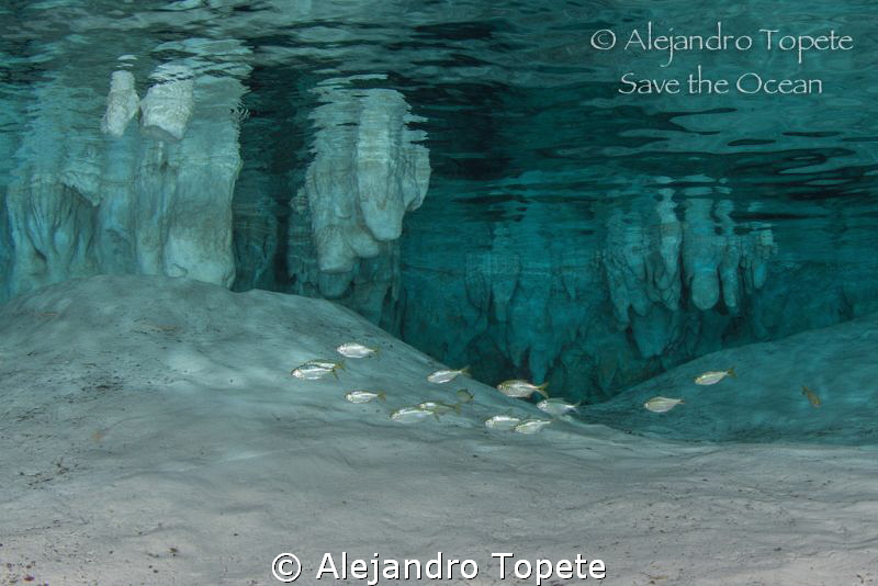 School in Gran Cenote, Tulum Mexico by Alejandro Topete 