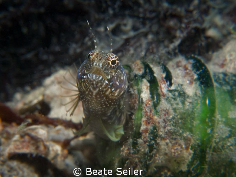 Living in a bottle No.2 , taken under BHB . by Beate Seiler 