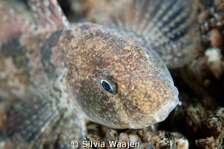 Proterorhinus semilunaris, an invador from the Ponto casp... by Silvia Waajen 