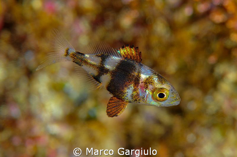 Puntazzo puntazzo juvenile by Marco Gargiulo 