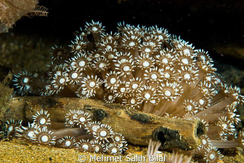 Underwater flowers. by Mehmet Salih Bilal 