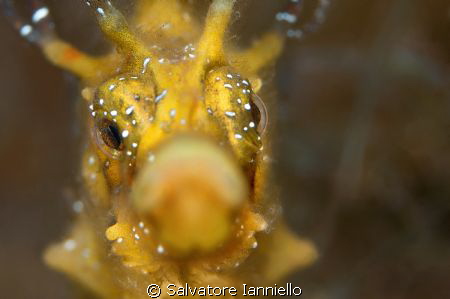 Di faccia by Salvatore Ianniello 