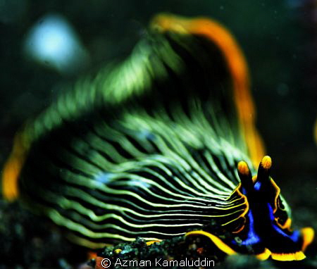 Unique species by Azman Kamaluddin 