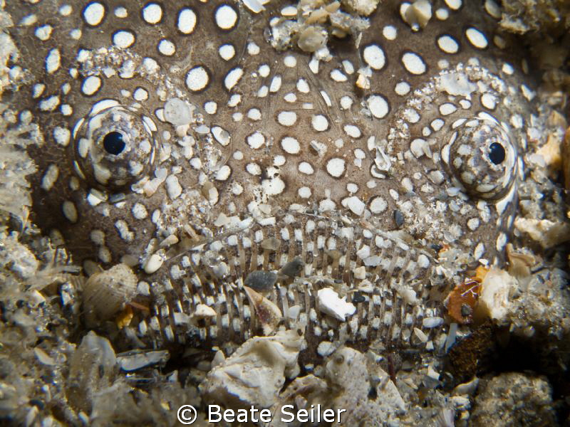 Stargazer , taken under the BHB with Canon G12 and UCL165
 by Beate Seiler 