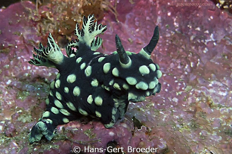 Nembrotha nudibranch
Bunaken Island, Sulawesi,Indonesia,... by Hans-Gert Broeder 