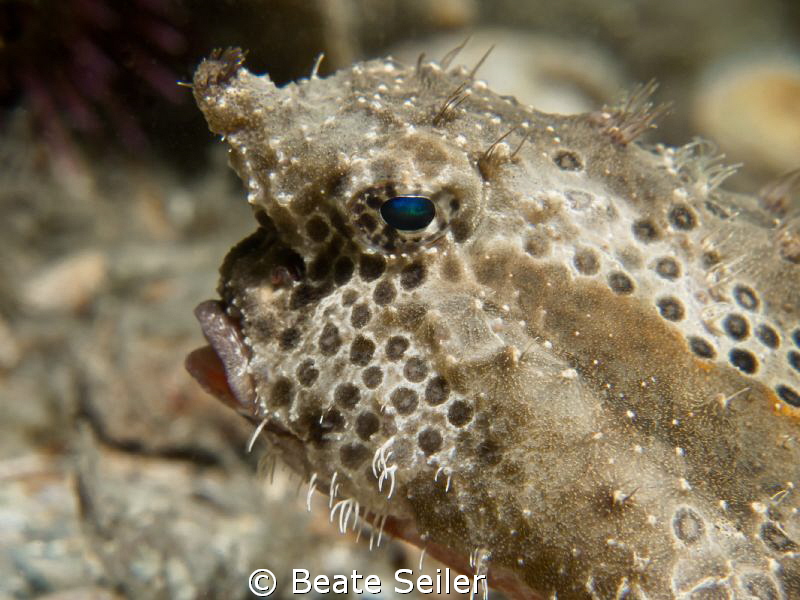 Polka-Dot-Batfish, taken at BHB by Beate Seiler 