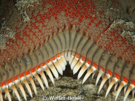 "Teeth" by Walter Bassi 