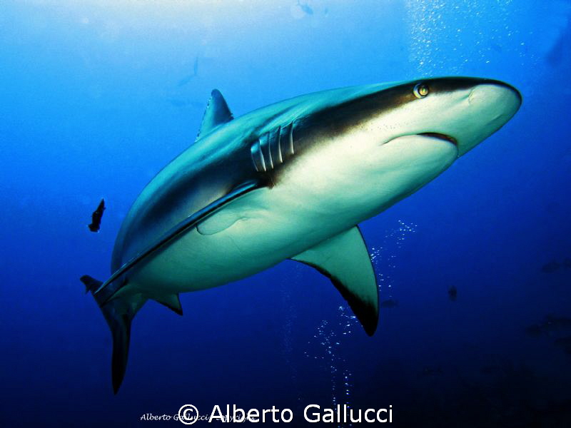 The warrior by Alberto Gallucci 