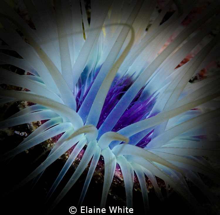 Sea Anemone enhanced in PS,
Lankayan, Borneo by Elaine White 