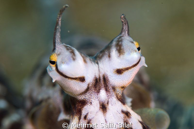 The eyes of mimic octopus. by Mehmet Salih Bilal 