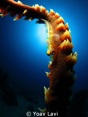 wire coral goby by Yoav Lavi 