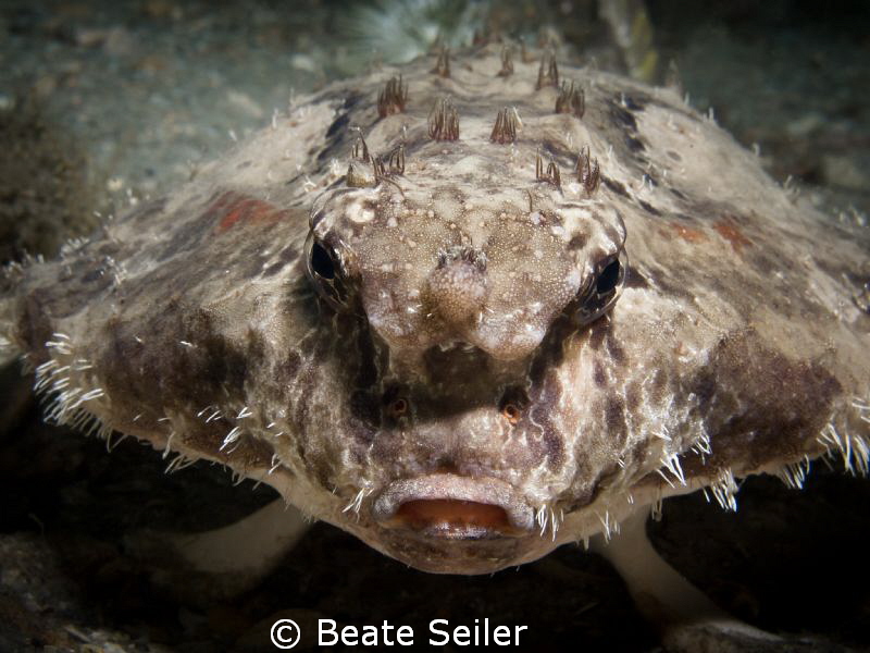 Roughback Batfish by Beate Seiler 