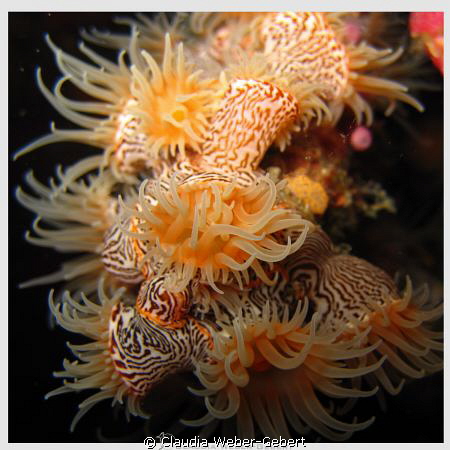 anemones by Claudia Weber-Gebert 