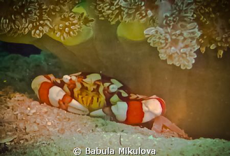 little crab by Babula Mikulova 