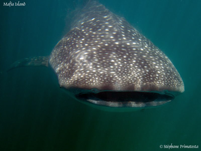 Whaleshark. by Stéphane Primatesta 