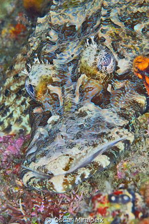 Crocodile fish portrait by Oscar Miralpeix 