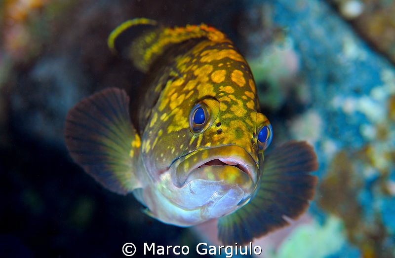 Little Mediterranean Grouper by Marco Gargiulo 