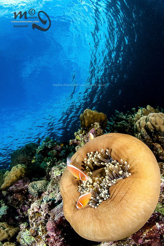 NEMO BALL by Mona Dienhart 
