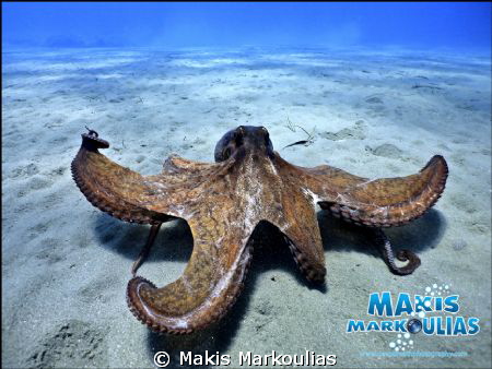Octapus - Sony Compact Camera - Sony Housing - Extra Fish... by Makis Markoulias 