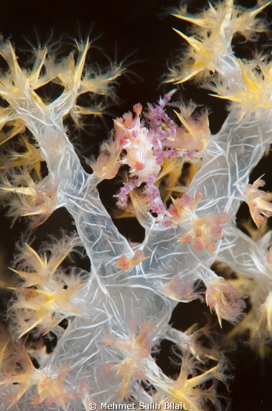 Soft coral crab in night dive. by Mehmet Salih Bilal 