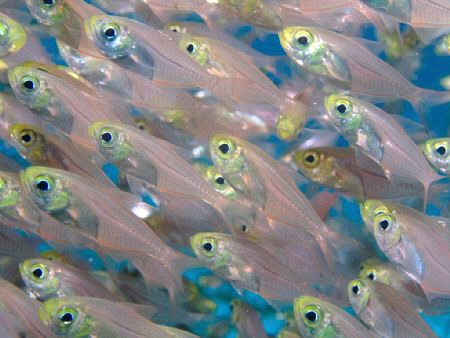 Glass fish on a reef in the Red Sea by Graham Watters 