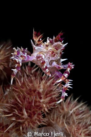 Soft Coral Crab by Marco Fierli 
