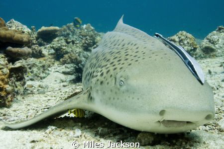 Leopard Shark with ramora & baby banded Trevally hiding u... by Miles Jackson 