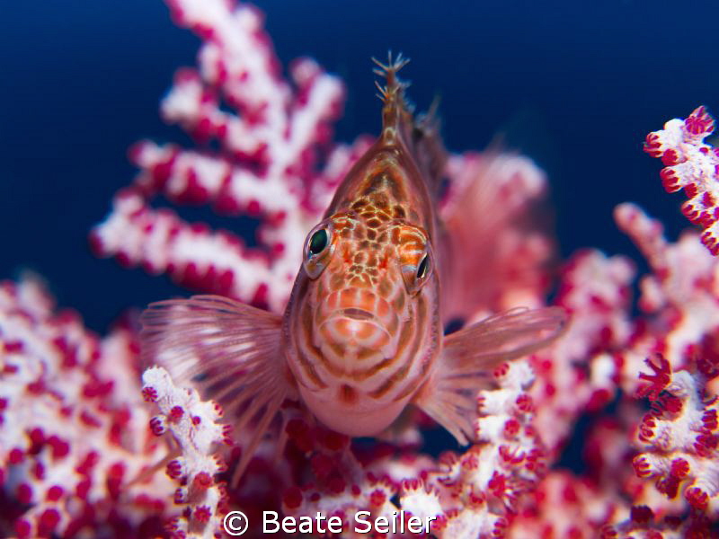 Hawkfish, taken at Alam Batu Housereef by Beate Seiler 
