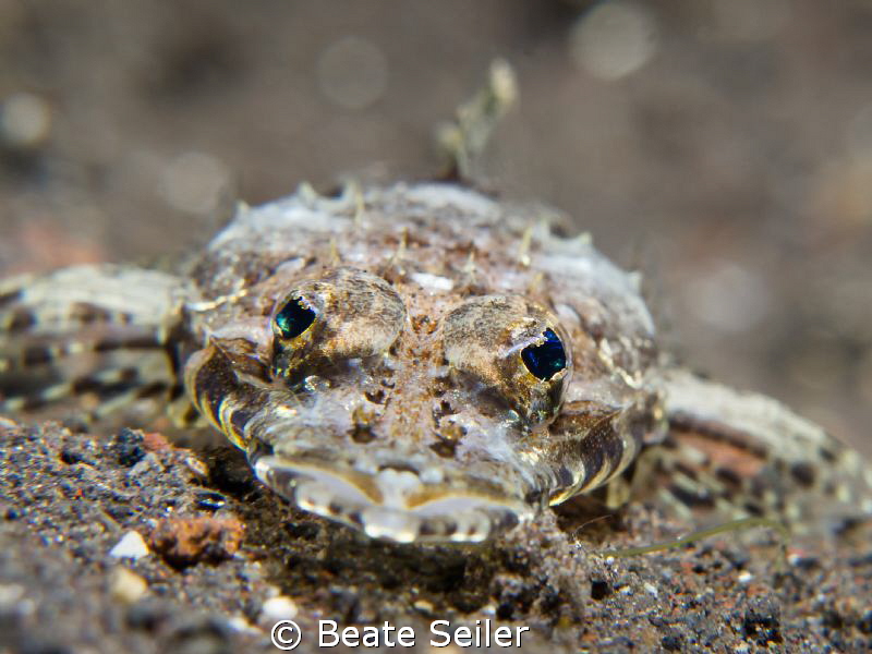 Flathead only 3 inch , taken during a night dive at the h... by Beate Seiler 