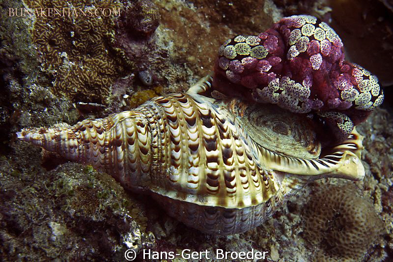 Triton trumpet 
Bunaken Island, Sulawesi,Indonesia,
Nik... by Hans-Gert Broeder 