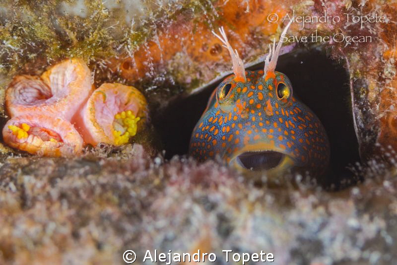 Blenny  smile,Plataforma Tiburon Mexico by Alejandro Topete 