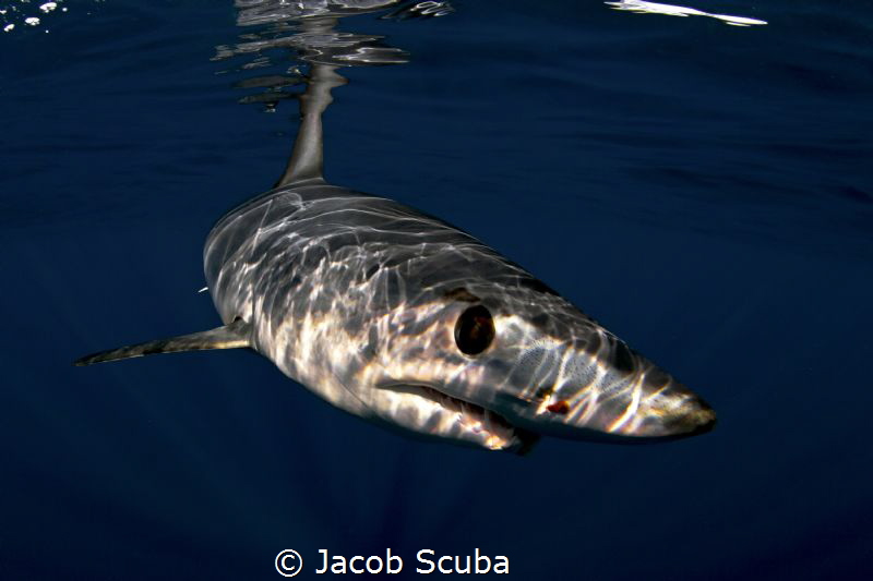Face of mako by Jacopo Brunetti 