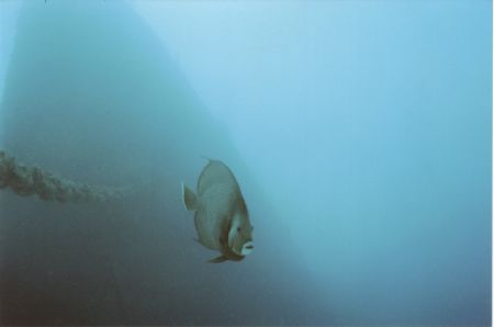 Gray Angel @ 130' near the bow of the Spiegle Grove Key L... by Michael Sacito 