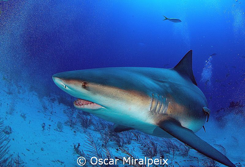 Bull shark by Oscar Miralpeix 