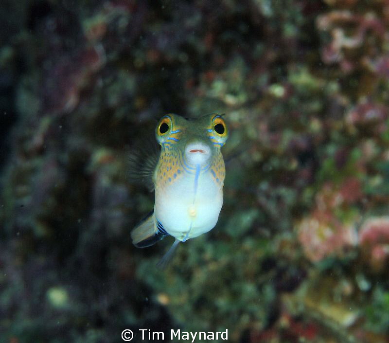 This little guy was quite curious outside the port of Uti... by Tim Maynard 