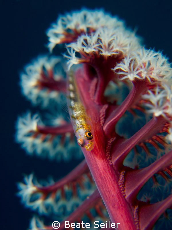Gobi on a seapen by Beate Seiler 