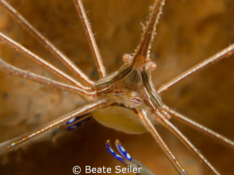 Arrowcrab by Beate Seiler 