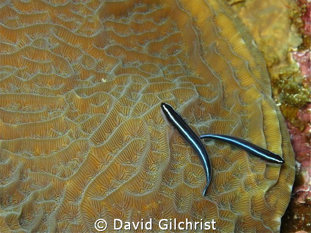 Neon Gobies, Shot with Canon S100 in WP-DC43 housing usin... by David Gilchrist 